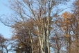 2011-11-12-15-31-38-img_8369